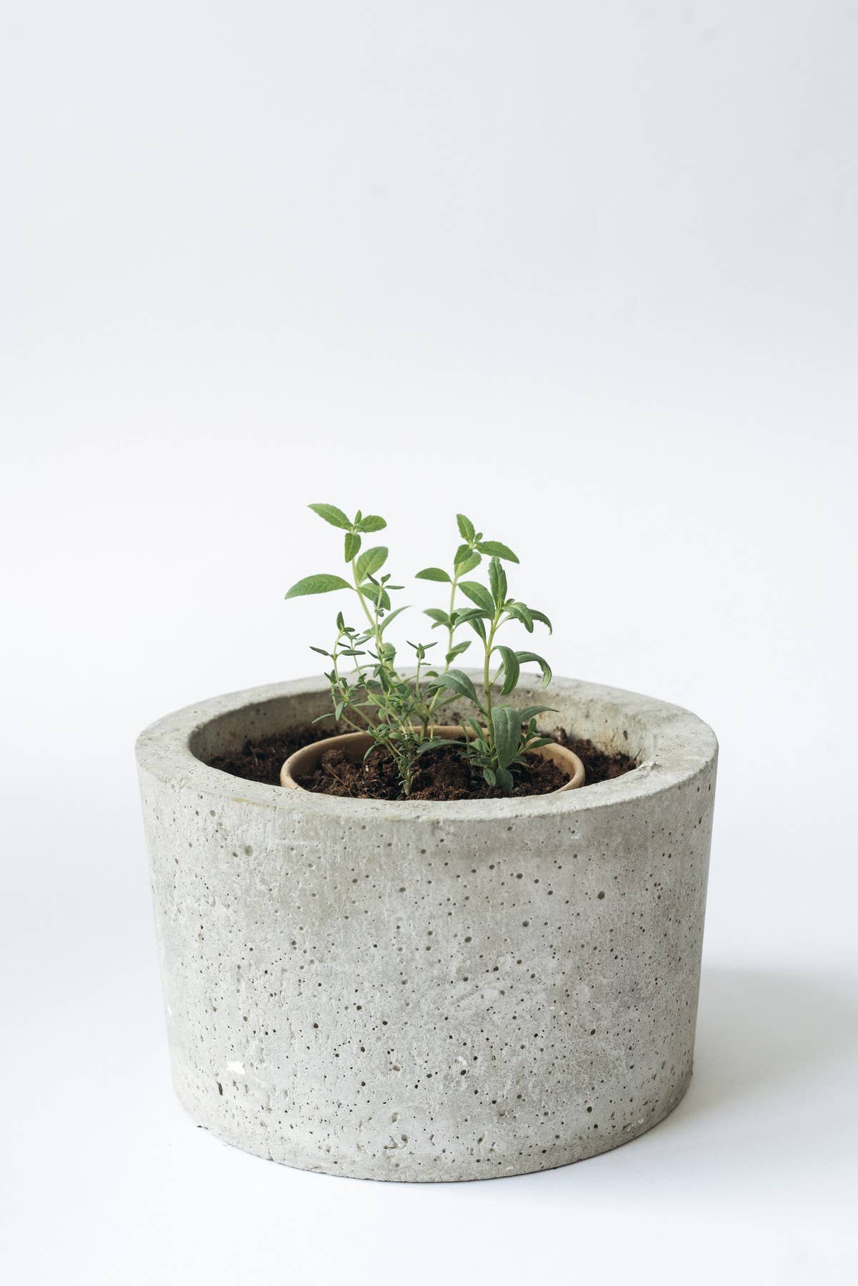 Christmas Herbal Tea Blend - Drink it, Plant it